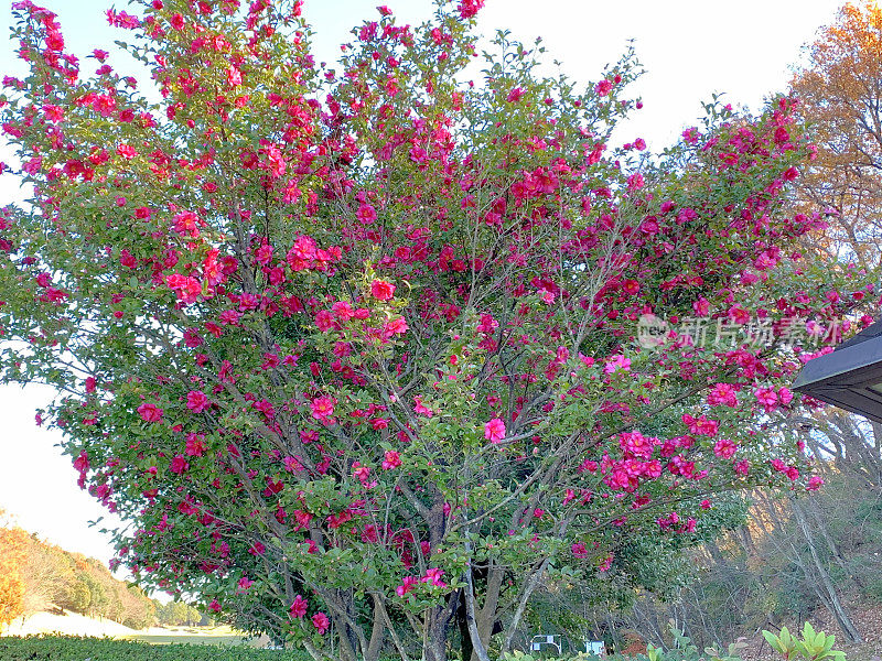 山茶花油茶花