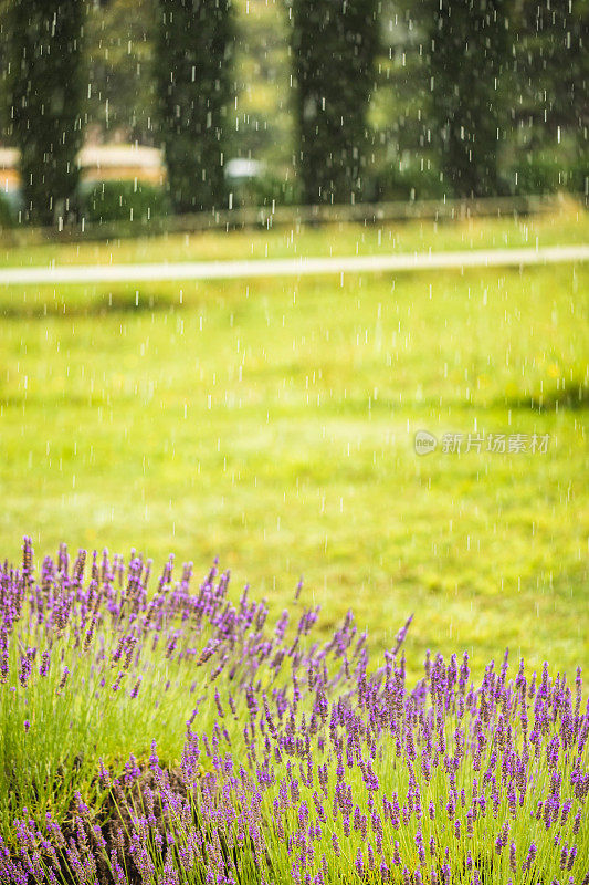 薰衣草灌木在它的绿色在下雨和复制空间在照片