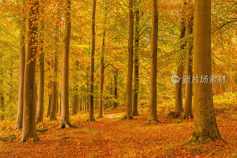 秋天的森林场景，英国，英国