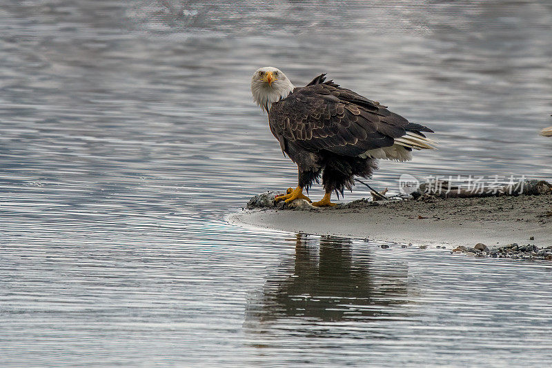 两只阿拉斯加秃鹰，但只有一只在奇尔卡特河有鱼