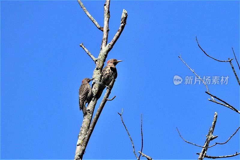 雄性和雌性栖息在北方的忽隐忽现