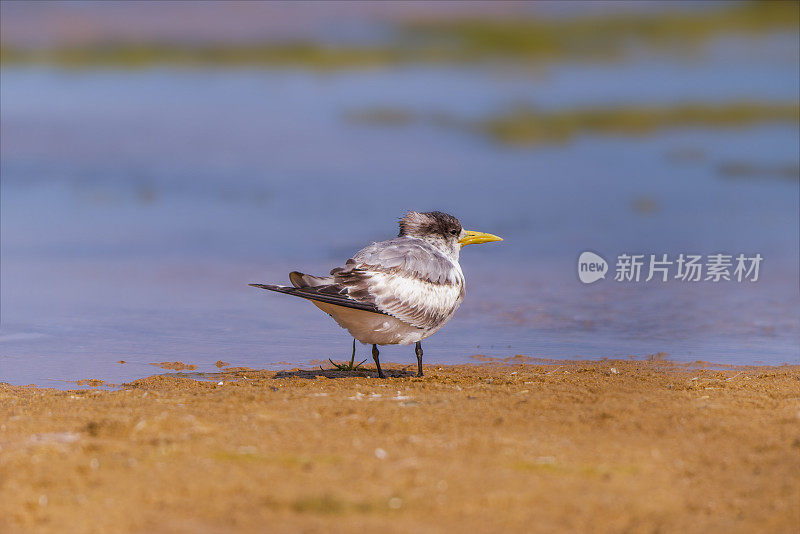 凤头燕鸥