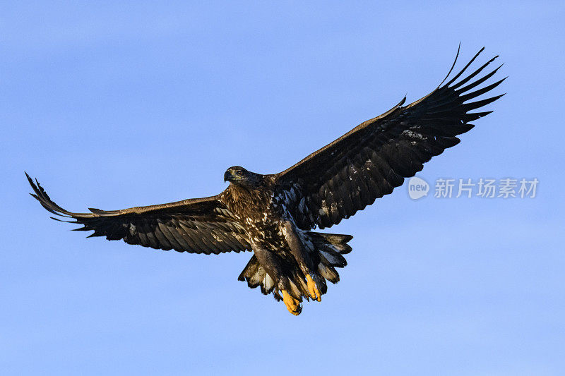 白尾鹰或海鹰在挪威北部的天空中狩猎