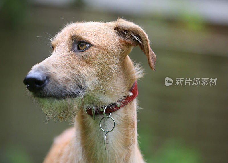 Lurcher类型的狗在各种姿势的肖像