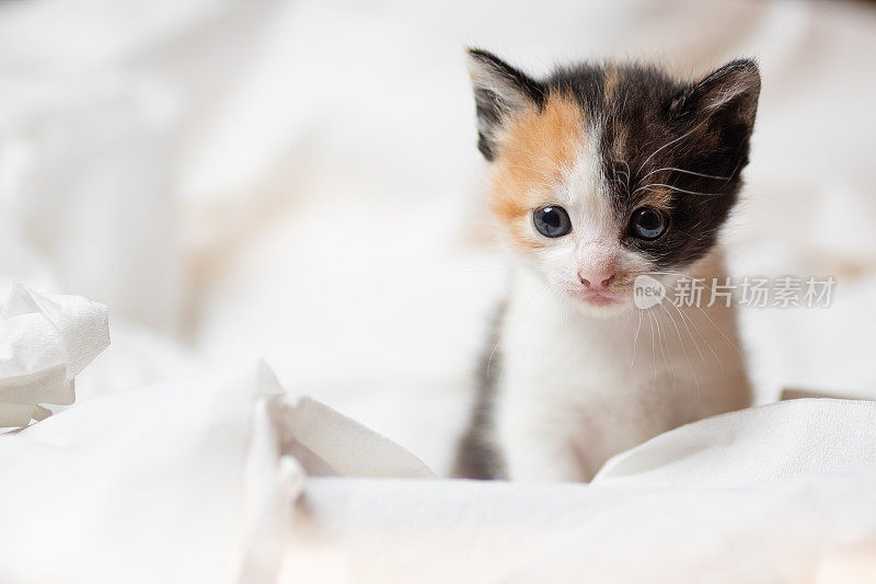 一个可爱的小猫肖像在柔软的白色