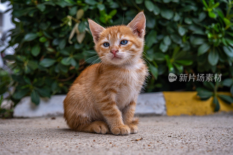 黄色条纹小猫看着相机