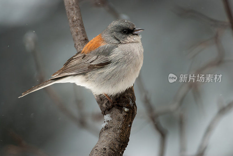 冬天的黑眼睛Junco