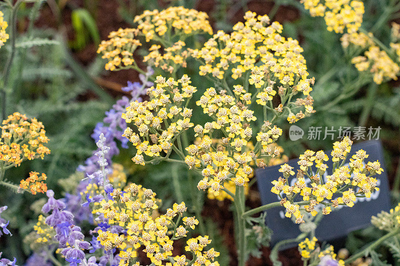 英国伦敦的Achillea“Terracotta”