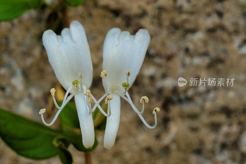 金银花粳稻