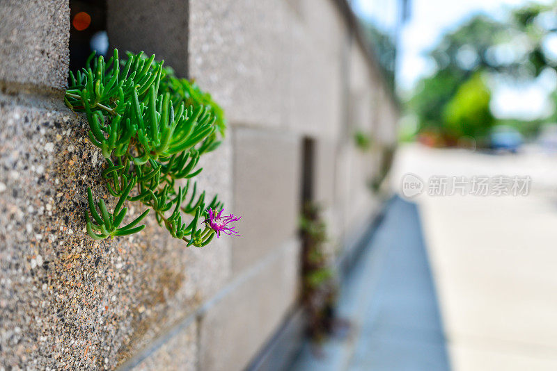 通过煤渣砖生长的开花植物