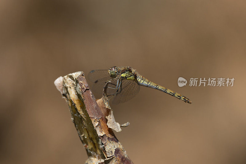 普通飞镖蜻蜓