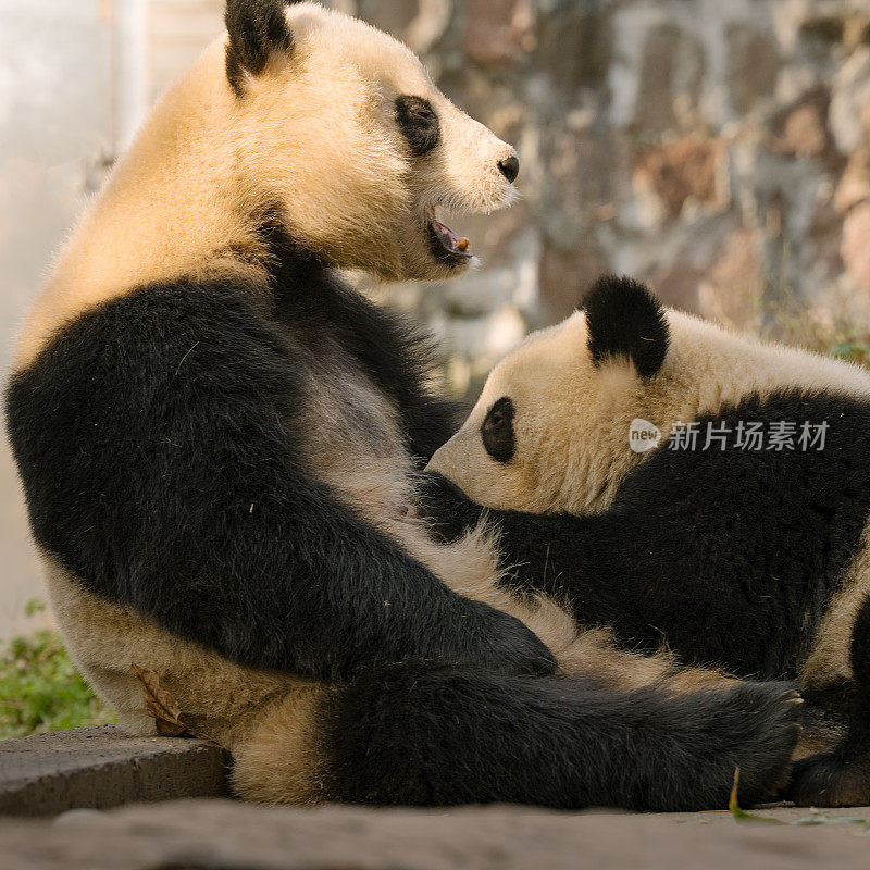 熊猫妈妈在阳光下喂两只小熊猫