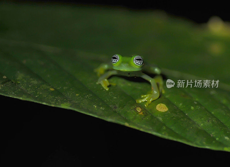 鬼玻璃蛙(冬青)