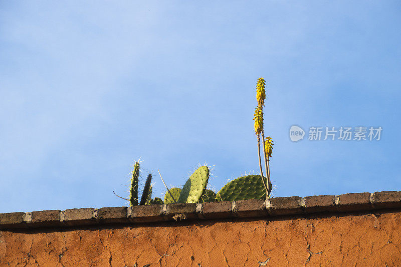 墨西哥圣米格尔德阿连德住宅屋顶上的仙人掌