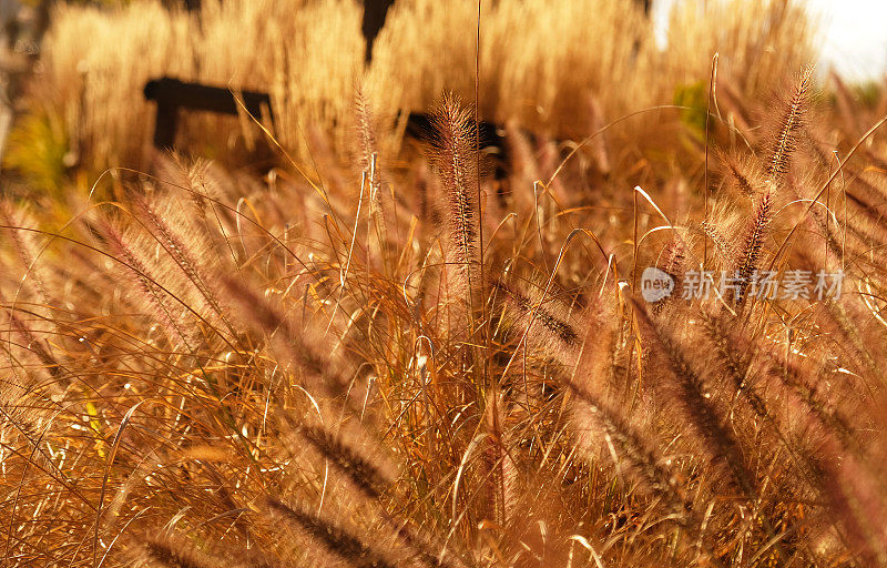 干草上毛茸茸的金色穗，谷类植物在风中摇摆。抽象的自然背景。图案与中性，自然的颜色。简约、时尚、潮流的概念。有选择性的重点。