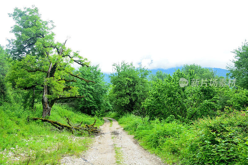 阿布哈兹有树木的山路(科多里峡谷)