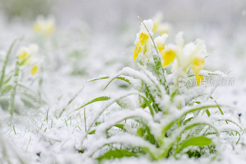 在春天的暴风雪中，水仙花被雪覆盖