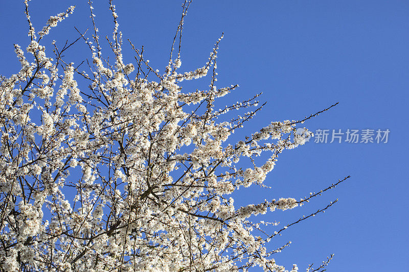 家仆李树-在蓝色的天空下盛开的樱桃李树