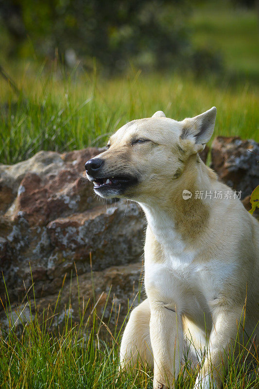 幼年野狗(犬类狼疮野狗)