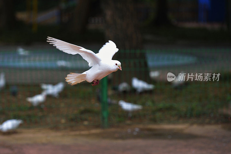 树林里的鸽子