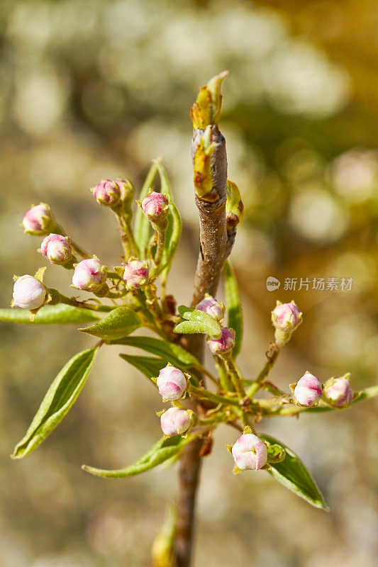 苹果花特写