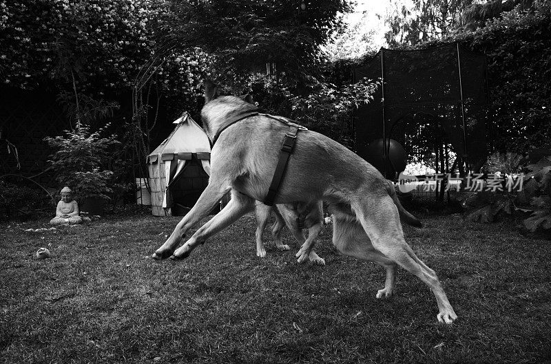两只年轻的杂交狗在花园里玩耍