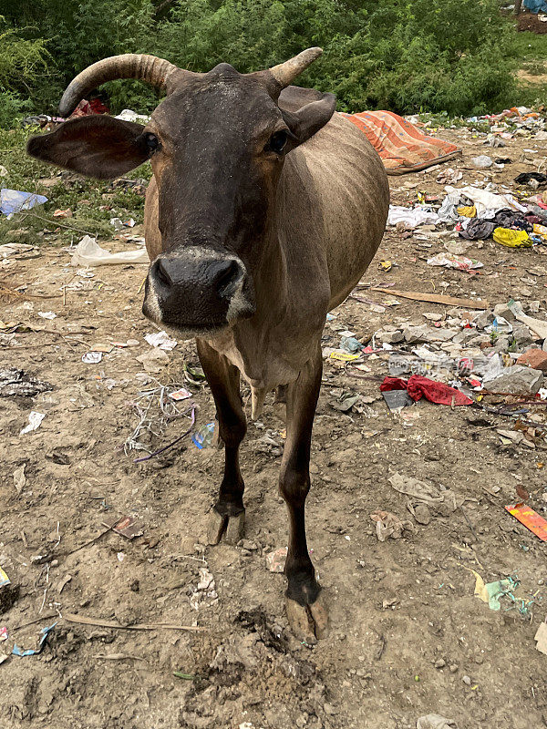 印度野生圣牛在被苍蝇倾倒的垃圾覆盖的荒地上觅食的特写图像，重点放在前景