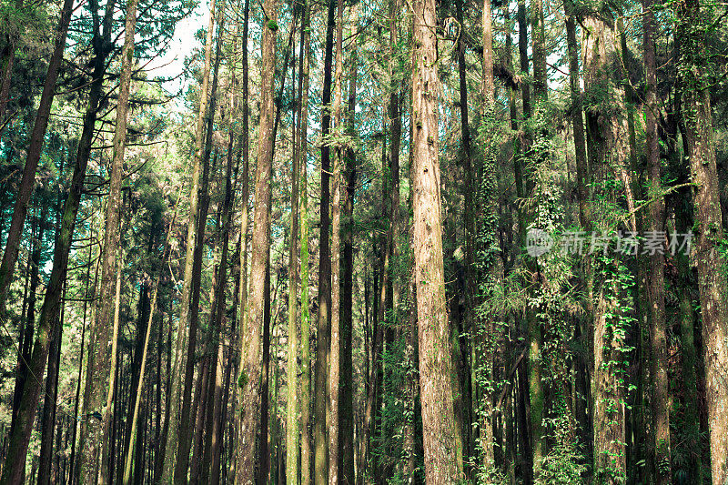 阿里山森林