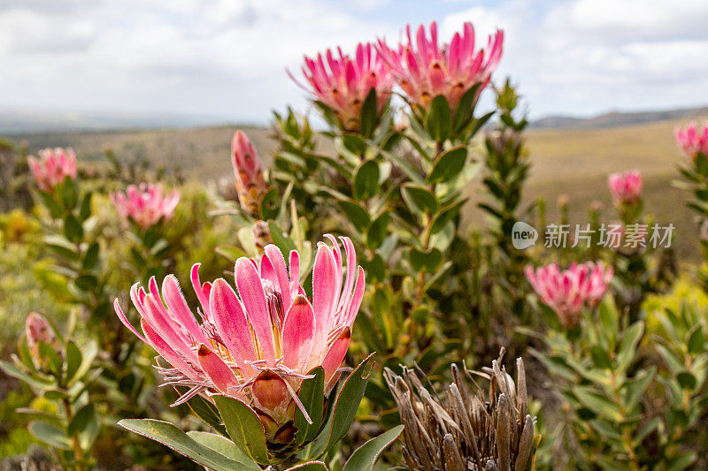 在南非的奥弗伯格地区，野生的粉红色protea花