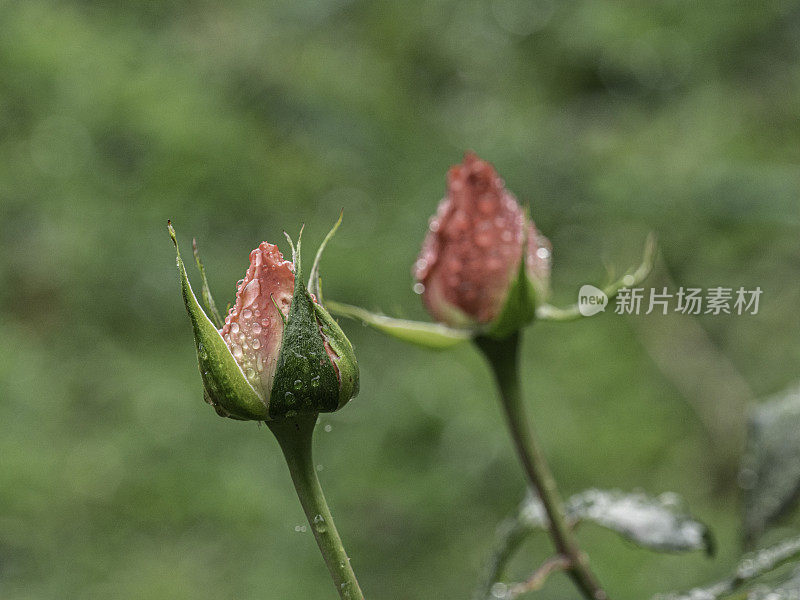 两个玫瑰花蕾开放