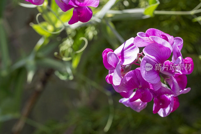 常年sweetpeas