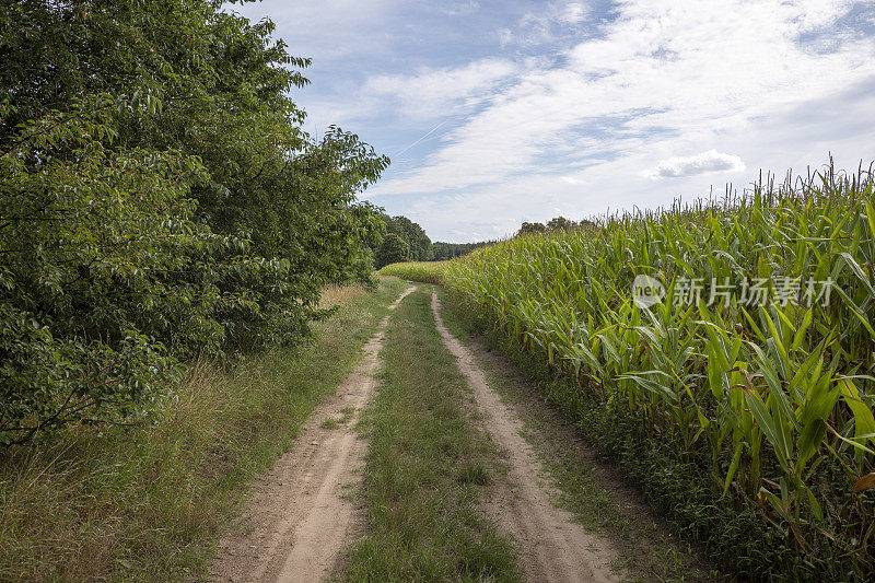 玉米在夏天