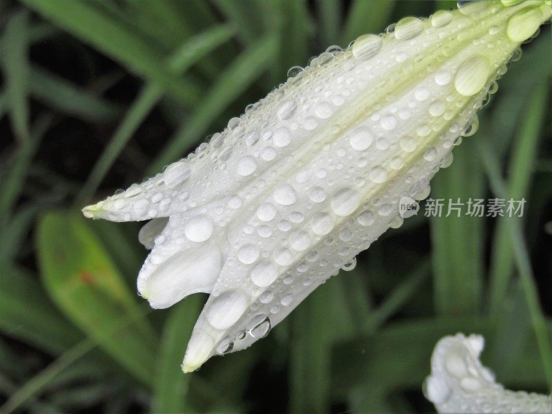 雨滴落在百合花上。