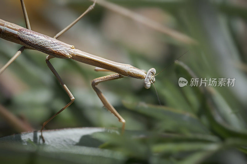 竹节虫(phasmatoia)