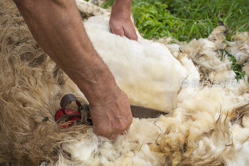 一个牧羊人用类似剪刀的金属刀片剪羊毛的特写镜头