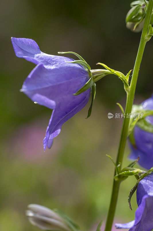 蓝色的坎特伯雷铃铛花