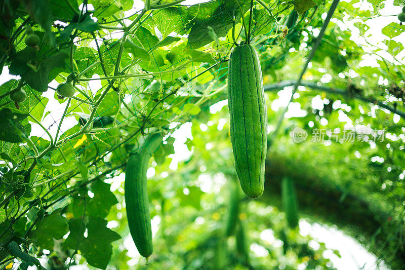 丝瓜植物