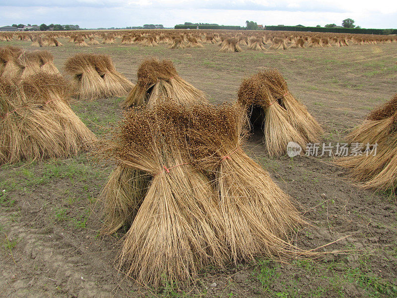 夏天，荷兰的田野里，成堆的亚麻正在晾晒