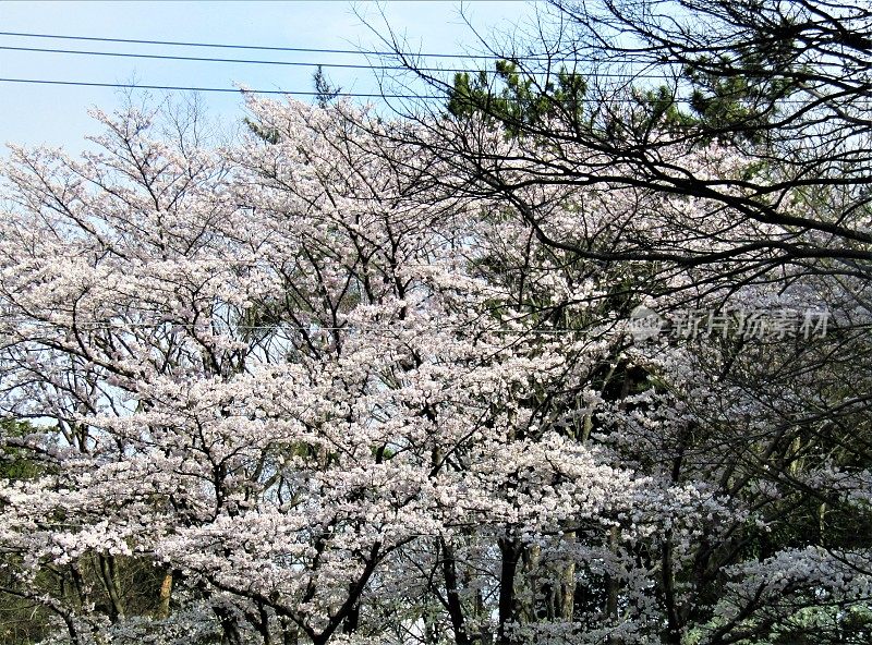 日本。3月底。到处都是樱花。