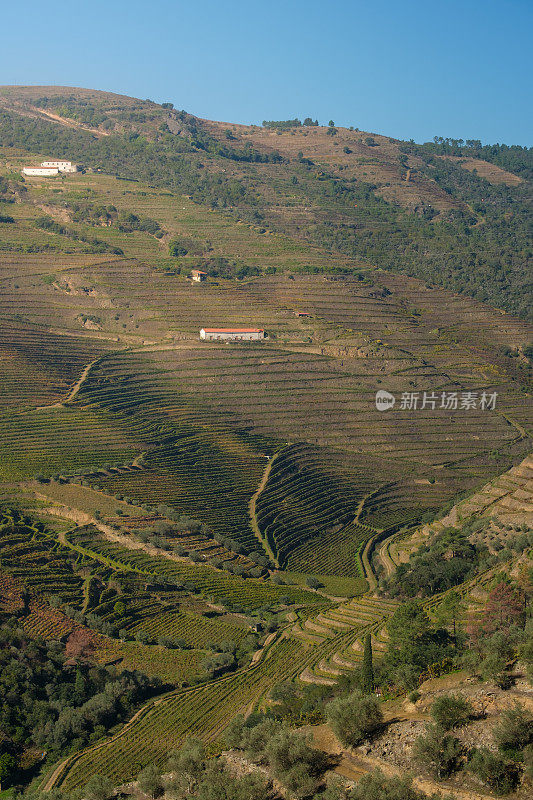 杜洛山谷葡萄园的风景