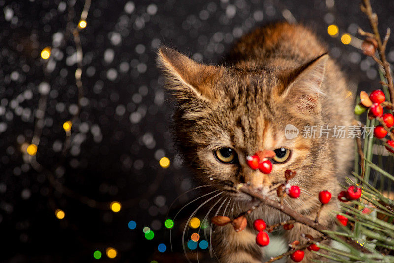 可爱的猫与圣诞节和新年冬季假期抽象的背景与闪亮的圣诞灯和饰品