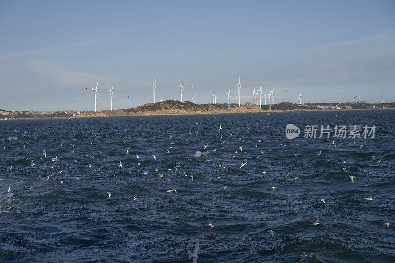 海鸥飞过平静的海面