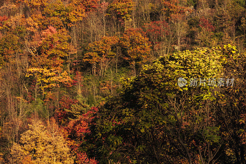 秋天阳光明媚的下午，宾夕法尼亚州波科诺斯的阿巴拉契亚山脉森林里的秋叶。