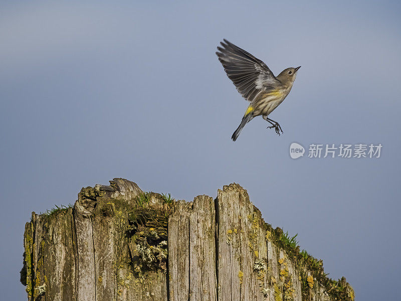 黄腰莺野生鸟类从树障碍俄勒冈州飞行