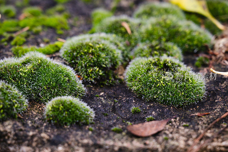 绿色苔藓的宏观