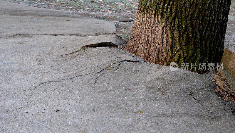 在实践中滥用树木。一棵老树的树干试图推开柏油路的边缘。他把它连根拔起，直到它裂开。人行道边的尿树皮是白色的