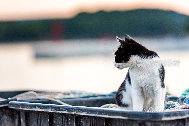 日落时的猫在渔网上休息，等待渔夫，地中海海岸