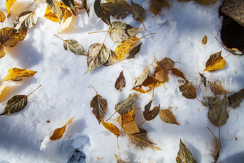 秋天的主题是金色的树叶落在柔软的白雪上