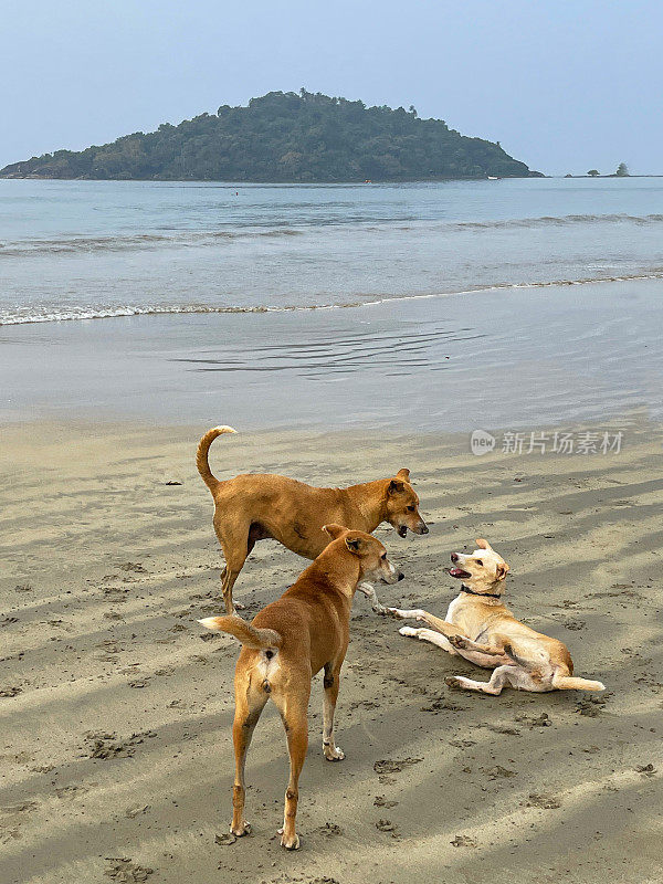 印度果阿的Palolem海滩，三只印度野生流浪狗在退潮时奔跑和溅起水花，杂种狗在水边玩耍和嬉戏