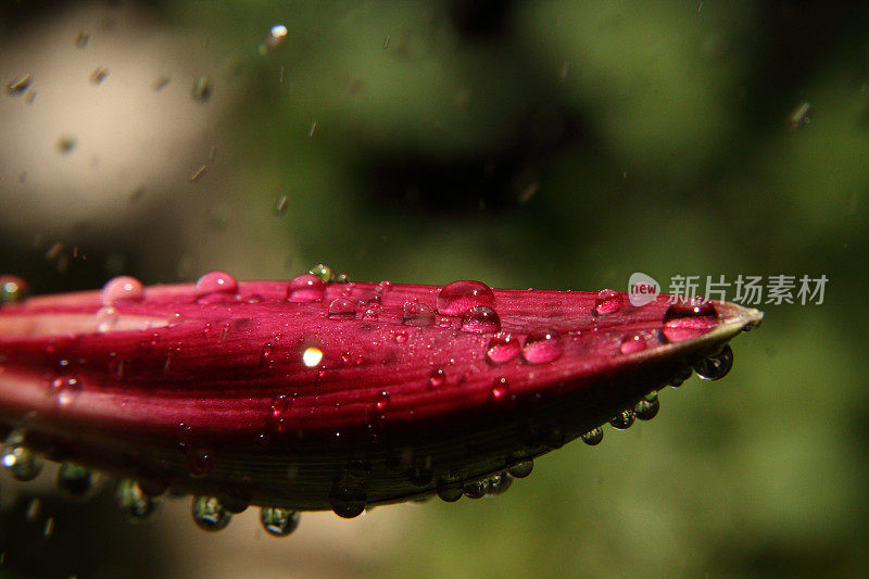 水滴落在花上